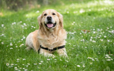 زبان بدن سگ ها – هر آنچه باید در مورد رفتارهای سگ خود بدانید