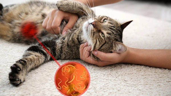 گربه مبتلا به انگل در کلینیک برای مصرف قرص ضد انگل گربه