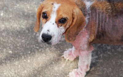 بیماری جرب سگ چیست – علائم و درمان های موثر