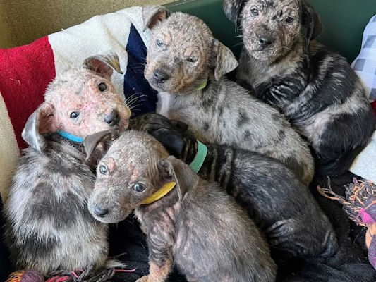 جرب در تولهسگها