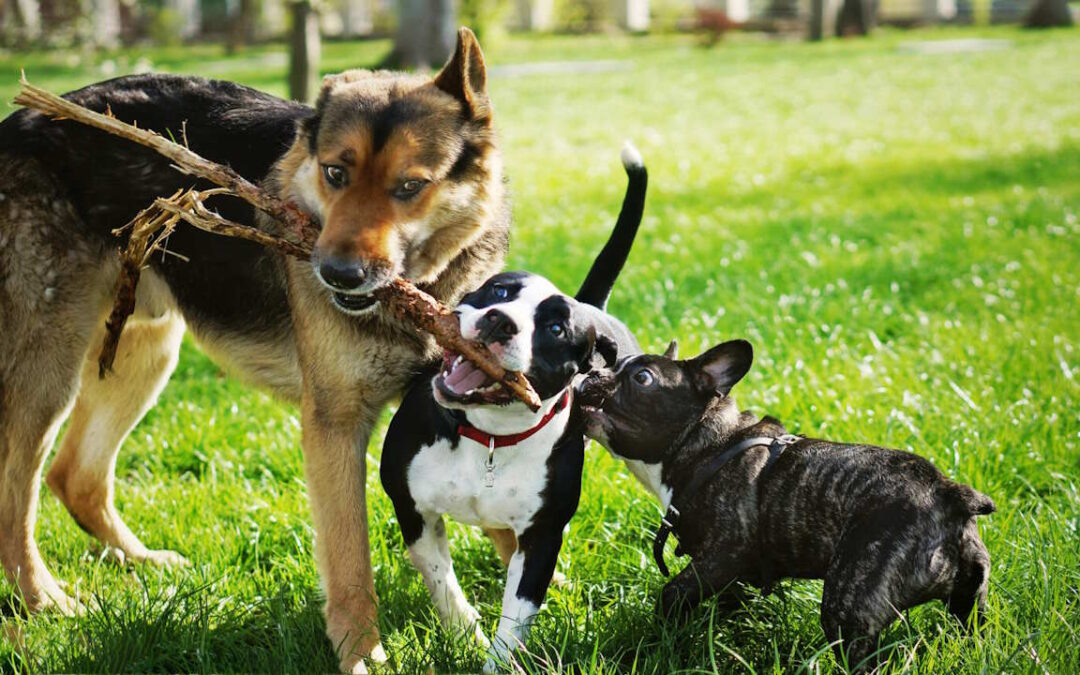 انواع نژاد سگ با سه سگ متفاوت در کنار هم