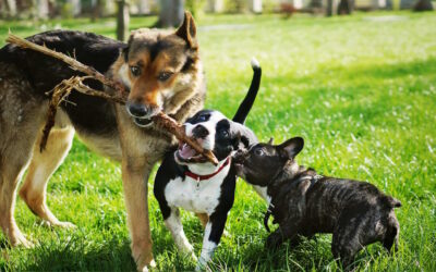 انواع نژاد سگ با عکس – معرفی کامل، خلقیات و مشکلات رایج سلامتی