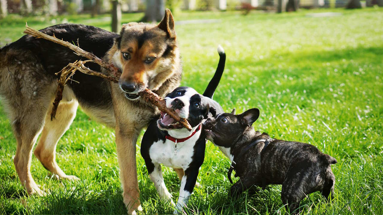 انواع نژاد سگ با عکس – معرفی کامل، خلقیات و مشکلات رایج سلامتی