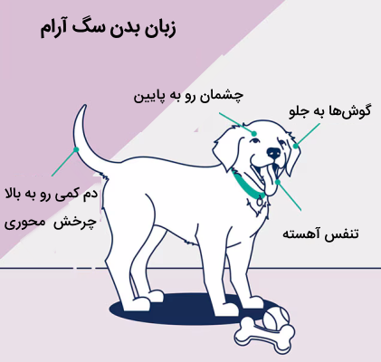 زبان بدن سگ آرام