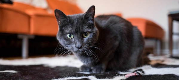 گربه راشن بلو