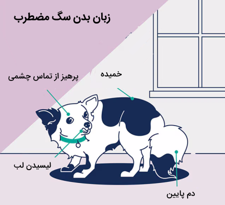 زبان بدن سگ مضطرب