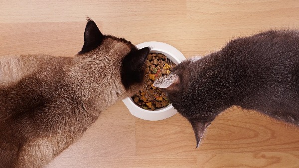 دو گربه در حال غذا خوردن