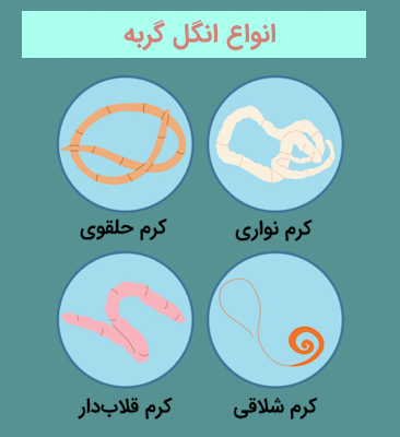 انواع انگل در گربه