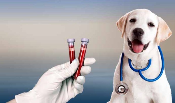 سگی در کنار دو لوله آزمایش خون