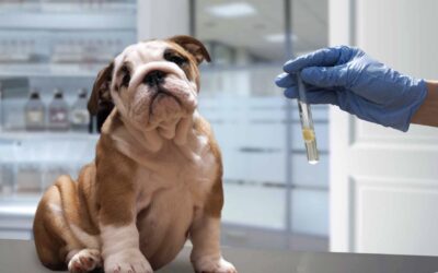 تفسیر آزمایش خون سگ – توضیح همه اصطلاحات فنی به زبان ساده