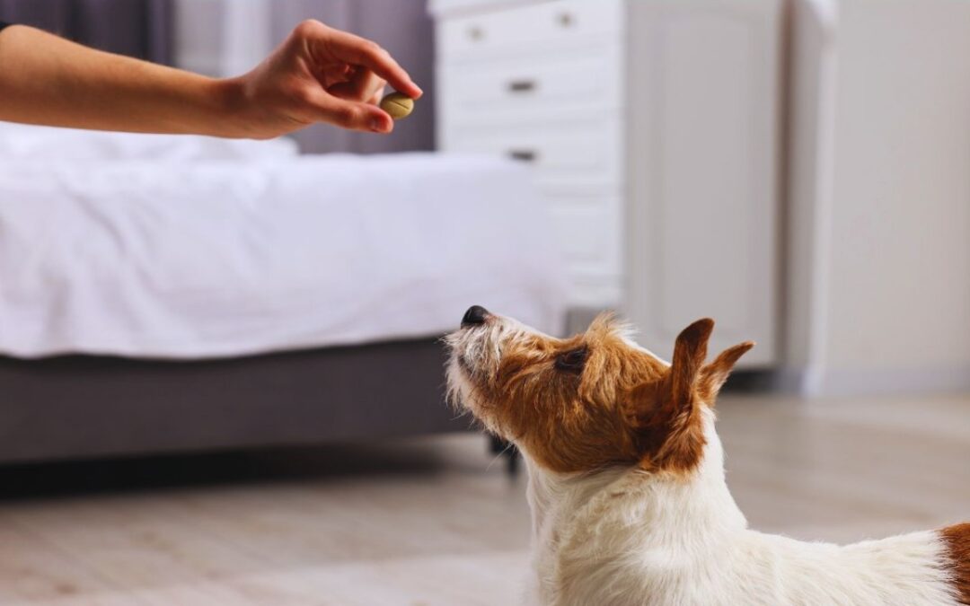 آموزش نحوه قرص دادن به سگ – ساده‌ ترین و کاربردی ترین تکنیک ها