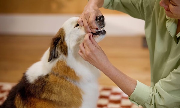 قرص دادن به سگ با دست