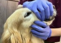 مرحله اول قرص دادن به سگ