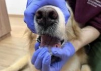 مرحله سوم قرص دادن به سگ