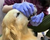 مرحله دوم قرص دادن به سگ