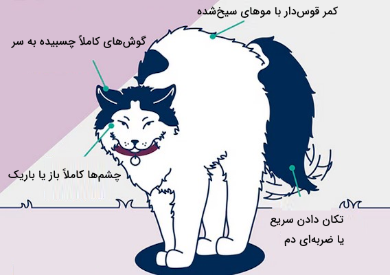 زبان بدن گربه تهاجمی