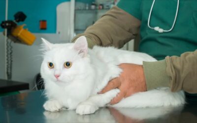 تخلیه دستی ادرار گربه – آموزش کامل و قدم به قدم