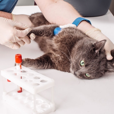 آزمایش خون گربه