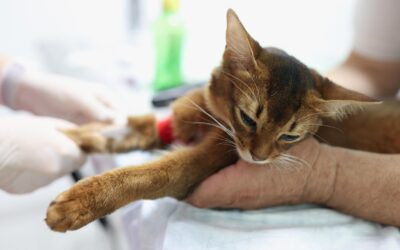 تفسیر آزمایش خون گربه – توضیح همه اصطلاحات فنی به زبان ساده