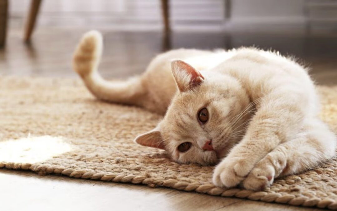 دانستن زبان بدن گربه که روی زمین دراز کشیده است