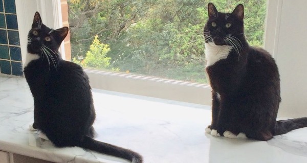 دو گربه در حال نگاه کردن با تعجب