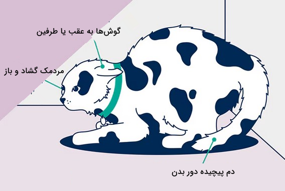 زبان بدن گربه ترسیده