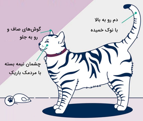 زبان بدن گربه شاد