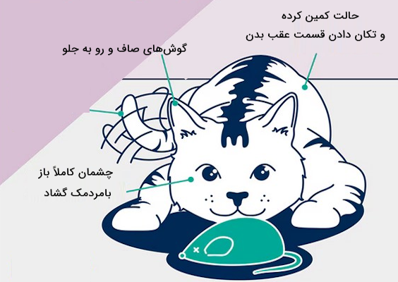 زبان بدن گربه بازیگوش