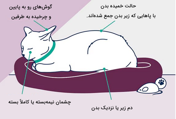 زبان بدن گربه بیمار یا درد کشیده