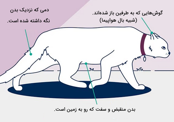 زبان بدن گربه مضطرب