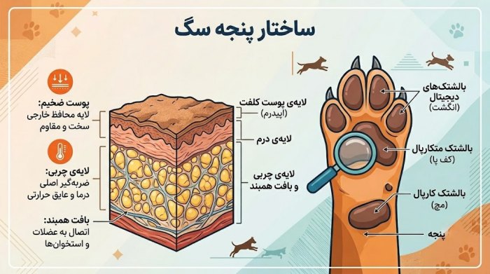ساختار پنجه سگ