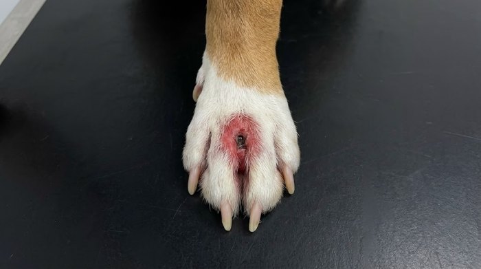 زخم بین پنجه سگ