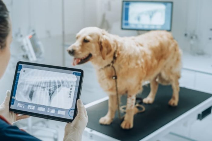 یک دامپزشک در حال بررسی تصاویر Xray یک سگ