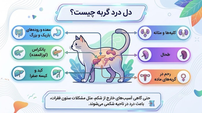 دل درد در گربه