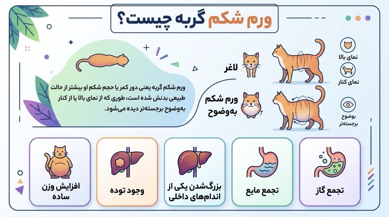 ورم شکم گربه چیست؟