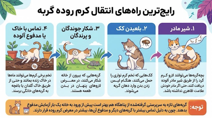 رایج‌ترین راه‌های انتقال کرم روده گربه