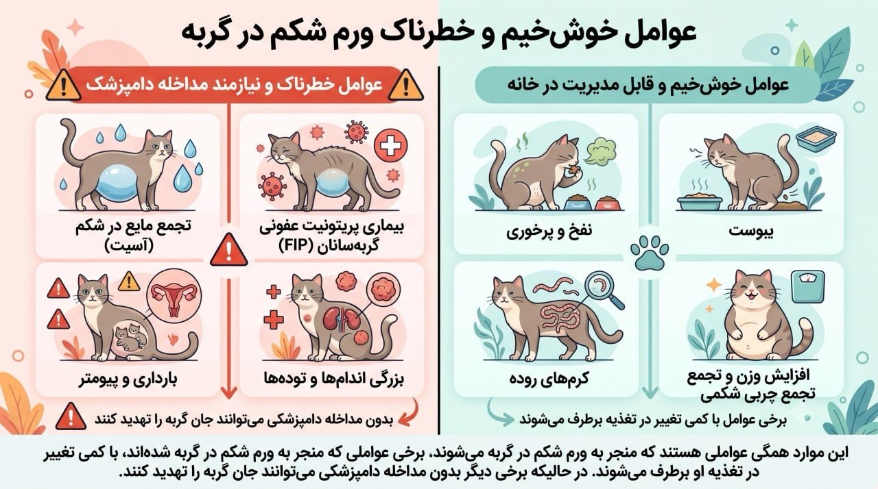 عوامل خوش خیم و خطرناک ورم شکم در گربه