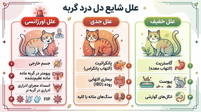 علل شایع دل درد گربه