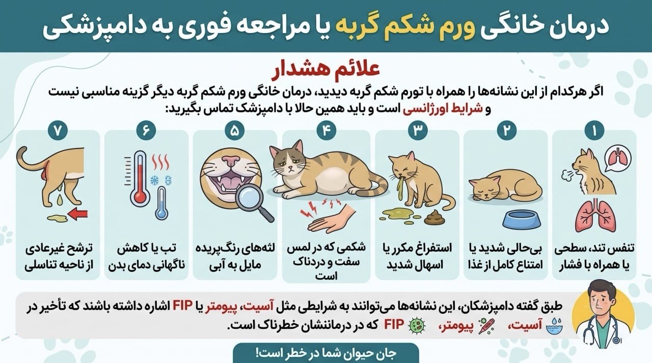 درمان خانگی ورم شکم گربه یا مراجعه فوری به دامپزشک