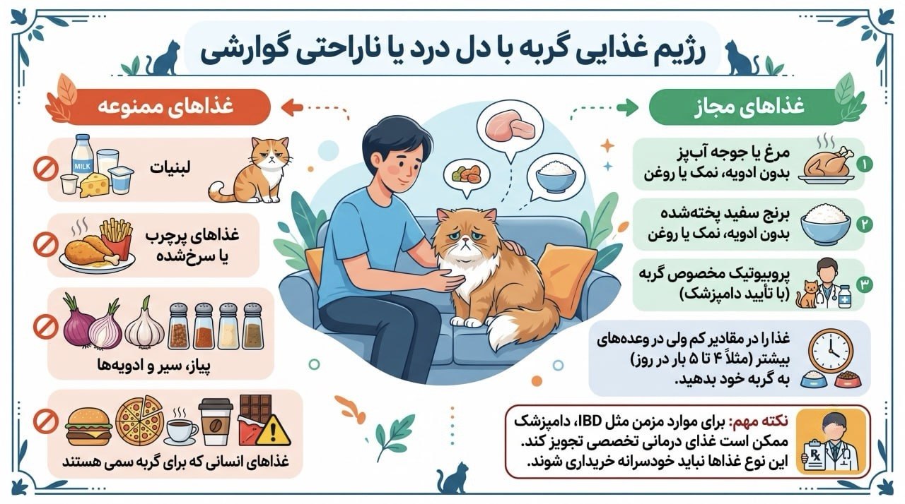 رژیم غذایی گربه با دل درد یا ناراحتی معده