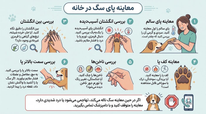 معاینه پای سگ در خانه