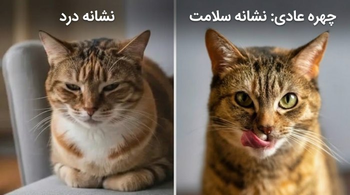 علائم درد در چهره گربه - مقایسه چهره گربه سالم و دارای درد در کنار هم