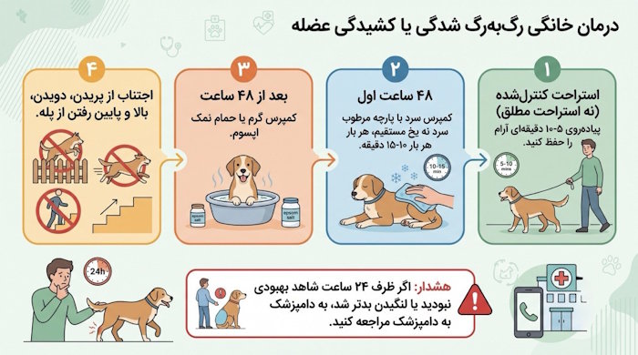 درمان خانگی رگ‌به‌رگ شدگی یا کشیدگی عضله پای سگ