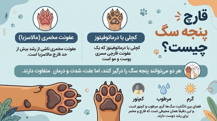 قارچ پنجه سگ چیست؟