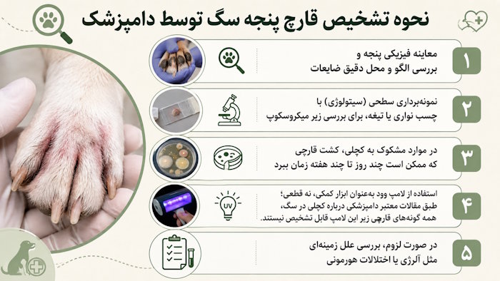 تشخیص قارچ پنجه سگ توسط دامپزشک