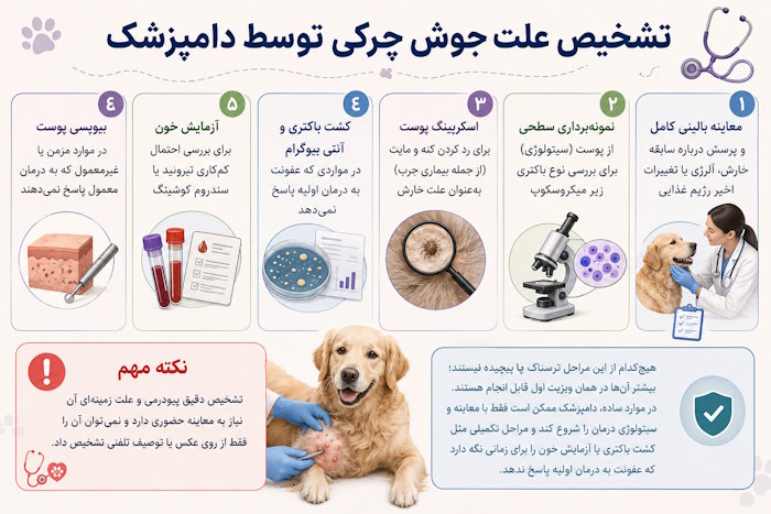 تشخیص علت جوش چرکی توسط دامپزشک
