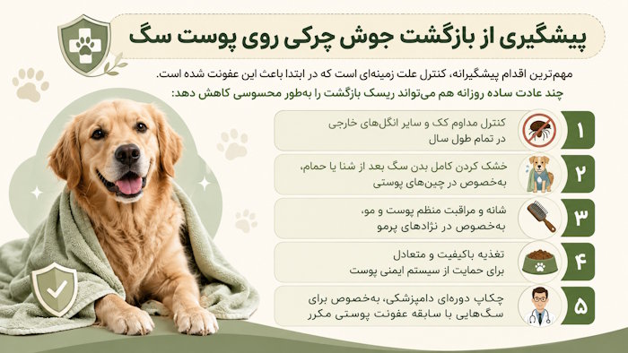 پیشگیری از بازگشت جوش چرکی روی پوست سگ