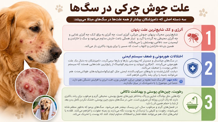 علت جوش چرکی در سگها