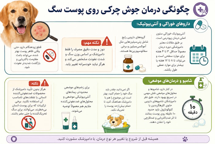 چگونگی درمان جوش چرکی روی پوست سگ