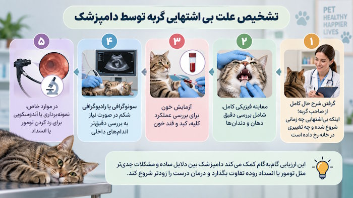 تشخیص علت بی اشتهایی گربه توسط دامپزشک